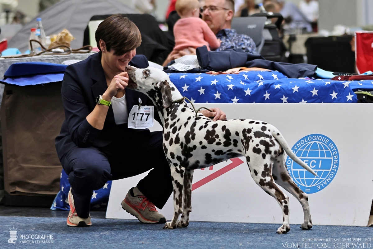 Champion Klasse Hündinnen: Ch Original Ophelia vom Teutoburger Wald V: Int Ch Insomnium Blood Diamond M: Ch Endearing Edina vom Teutoburger Wald Vorzüglich Champion Klasse Hündinnen: Ch Original Ophelia vom Teutoburger Wald V: Int Ch Insomnium Blood Diamond M: Ch Endearing Edina vom Teutoburger Wald Vorzüglich