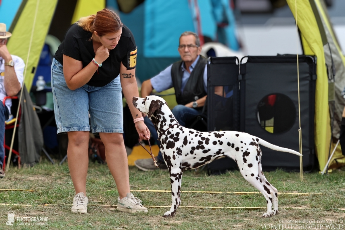 Offene Klasse Hündinnen Outstanding Odette vom Teutoburger Wald Vater: Int. Ch. Insomnium Blood Diamond Mutter: Ch. Endearing Edina vom Teutoburger Wald 30.08.2026 – Vorzüglich Doghandler: Assja Markov Offene Klasse Hündinnen Outstanding Odette vom Teutoburger Wald Vater: Int. Ch. Insomnium Blood Diamond Mutter: Ch. Endearing Edina vom Teutoburger Wald 30.08.2026 – Vorzüglich Doghandler: Assja Markov