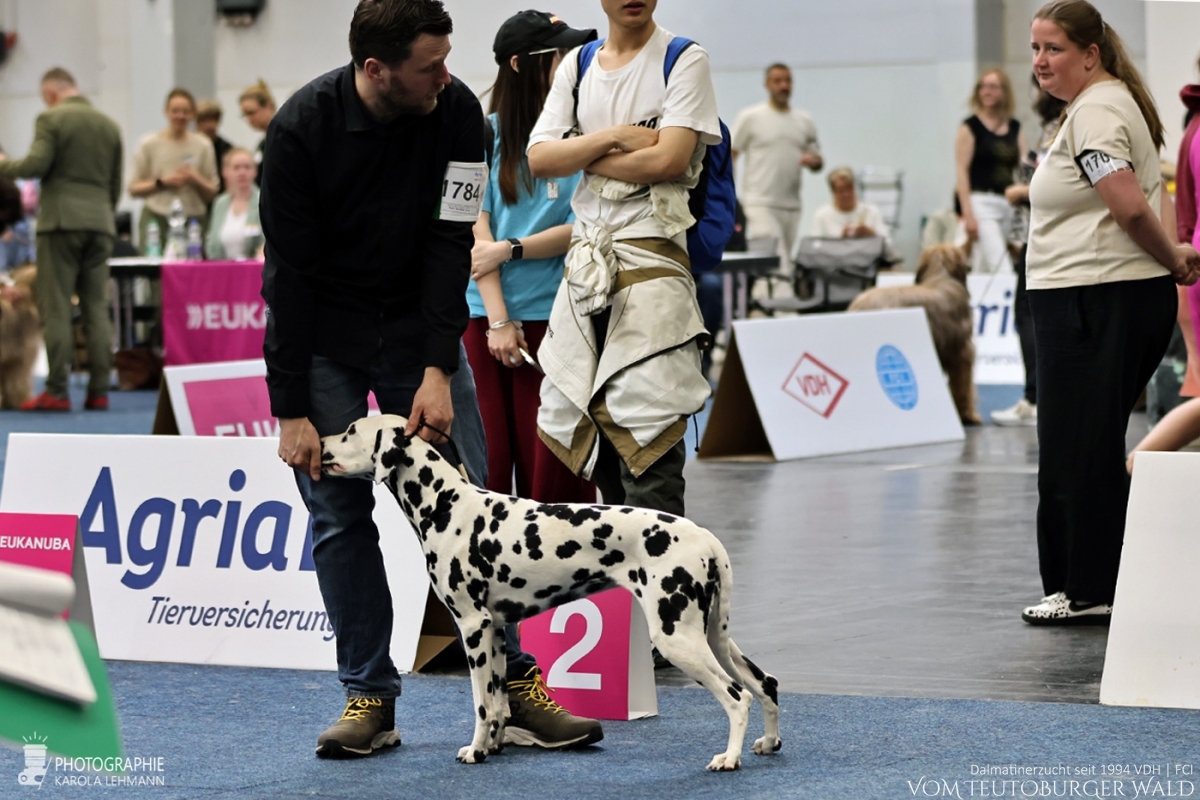 Offene Klasse Hündinnen: Parvana Pearl vom Teutoburger Wald V: WW ´20 Puntinato Ballante Tic Tac Terror M: Ch Flame of Fame vom Teutoburger Wald Sehr gut Offene Klasse Hündinnen: Parvana Pearl vom Teutoburger Wald V: WW ´20 Puntinato Ballante Tic Tac Terror M: Ch Flame of Fame vom Teutoburger Wald Sehr gut