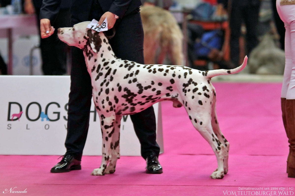 CACIB Nitradog 2019 (SK) Bester Rüde - Butter Biscuit vom Teutoburger Wald