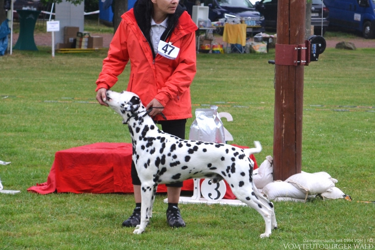 Champion Klasse Rüden (7 Meldungen) Canadian Club vom Teutoburger Wald Vater: Asshay vom Gramzower Kloster Mutter: Obonya’s Pride Anna-Ariella - Vorzüglich Platz 4 –