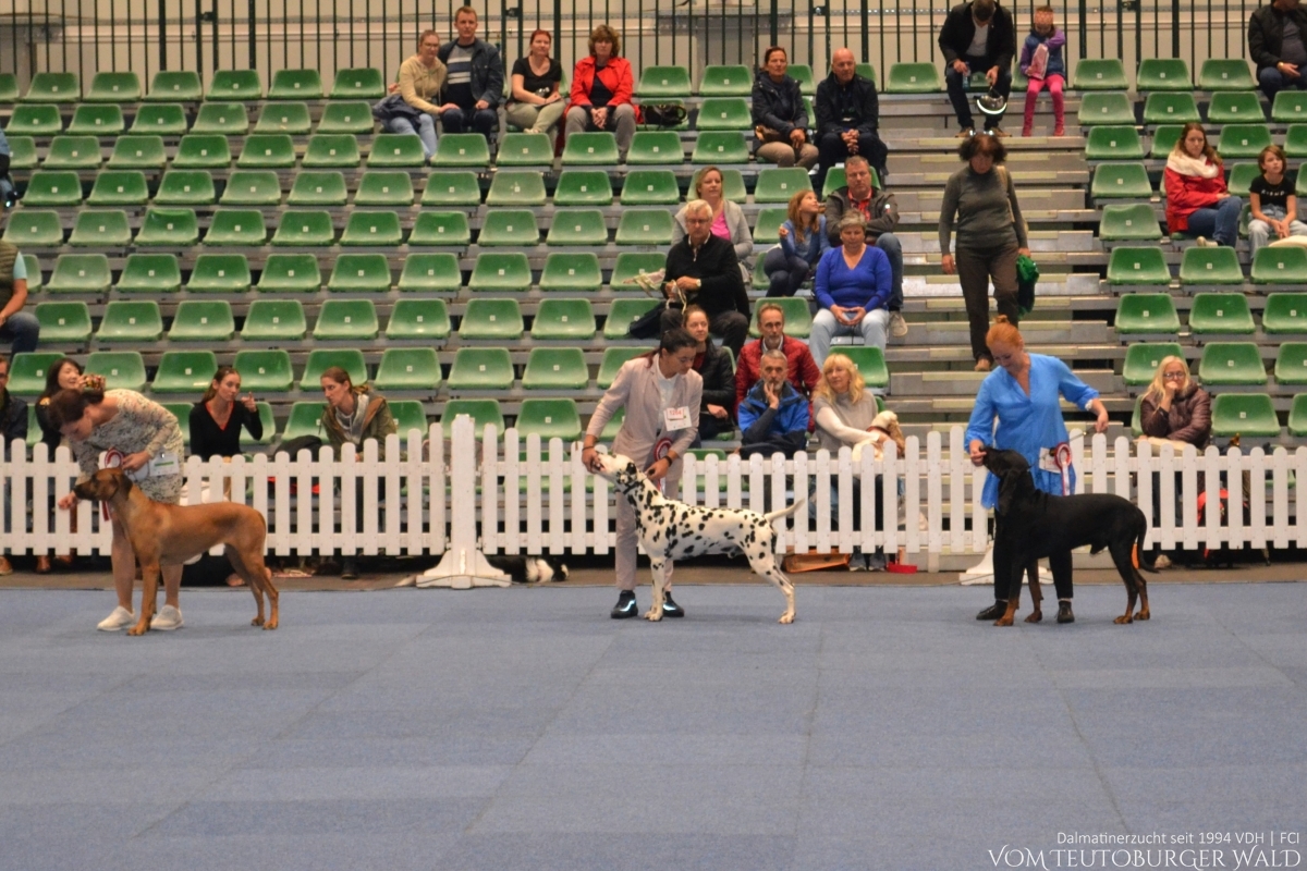 Int. + Multi Ch. Canadian Club vom Teutoburger Wald (Cesar) V: Asshay vom Gramzower Kloster M: Obonya’s Pride Anna-Ariella Vorzüglich 1. Platz, CACA, CACIB, BOB, BIG 2 ÖKV BUNDESSIEGER 2022 BEST OF BREED BEST IN GROUP 2. Platz