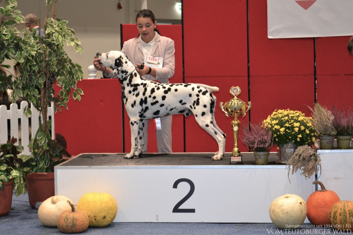 Int. + Multi Ch. Canadian Club vom Teutoburger Wald (Cesar) V: Asshay vom Gramzower Kloster M: Obonya’s Pride Anna-Ariella Vorzüglich 1. Platz, CACA, CACIB, BOB, BIG 2 ÖKV BUNDESSIEGER 2022 BEST OF BREED BEST IN GROUP 2. Platz