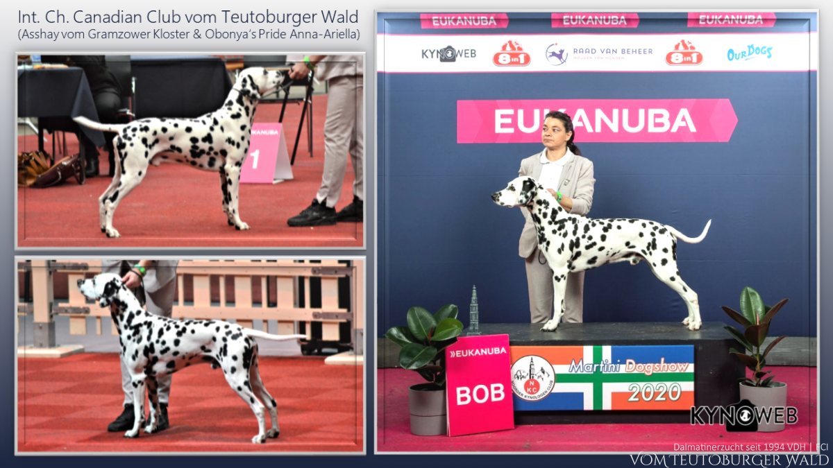 CACIB Martini Dogshow Groningen (NL) Best of Breed – Int. Ch. Canadian Club vom Teutoburger Wald 