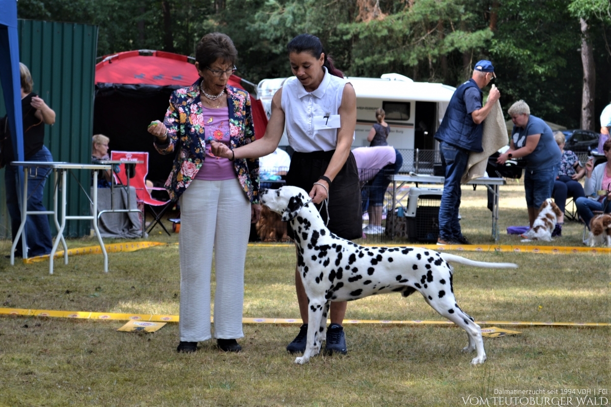 Int. + Multi Ch. Canadian Club vom Teutoburger Wald (Cesar) Vorzüglich 1. Platz, CAC, BOB, VDH SIEGER MÄRKISCHE SCHWEIZ 2022, BESTER RÜDE, BEST OF BREED