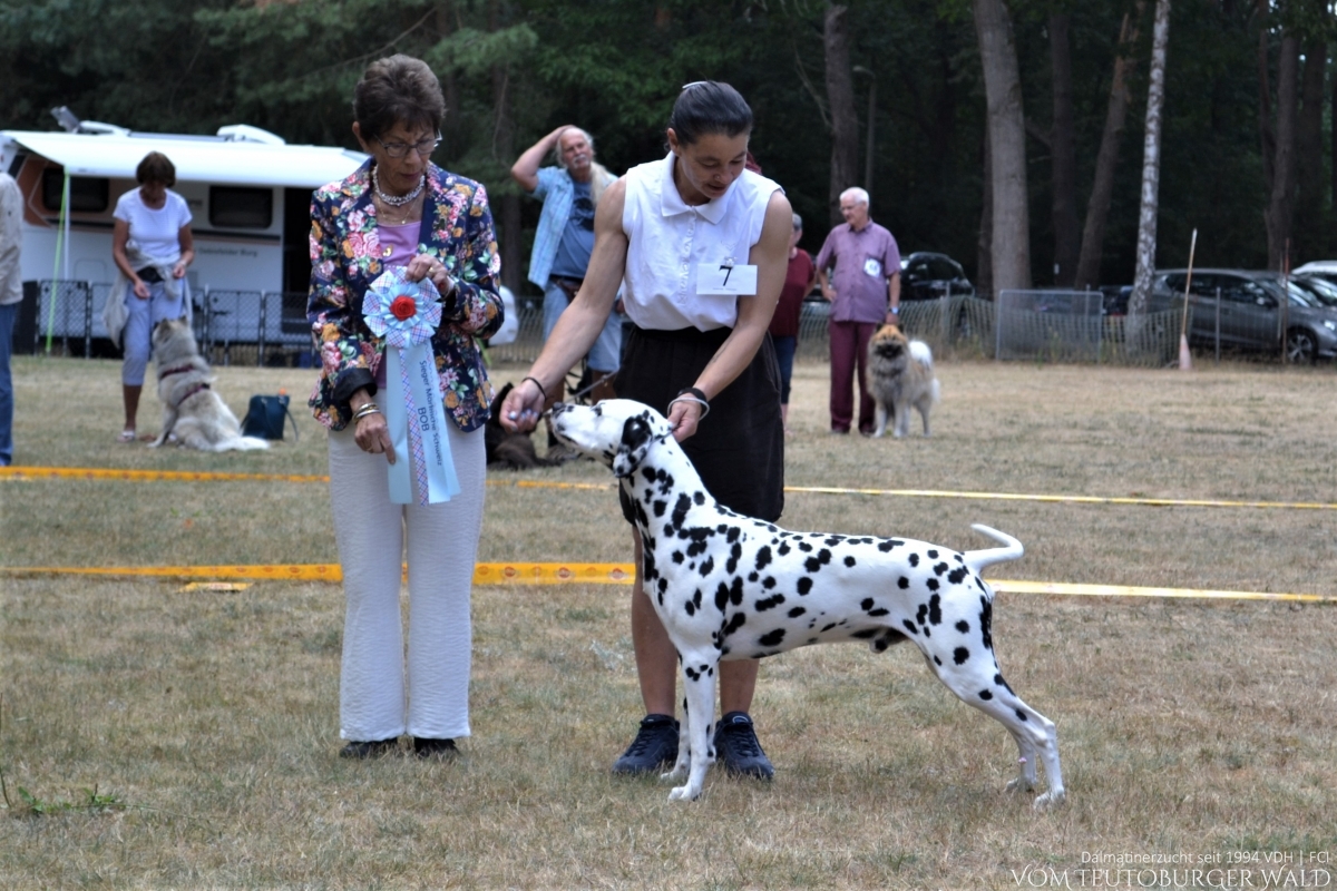 Int. + Multi Ch. Canadian Club vom Teutoburger Wald (Cesar) Vorzüglich 1. Platz, CAC, BOB, VDH SIEGER MÄRKISCHE SCHWEIZ 2022, BESTER RÜDE, BEST OF BREED