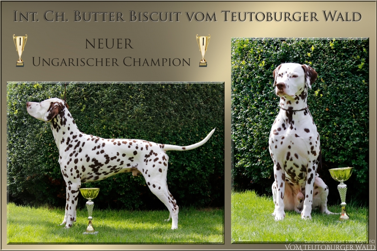 Butter Biscuit vom Teutoburger Wald – Neuer Ungarischer Champion 