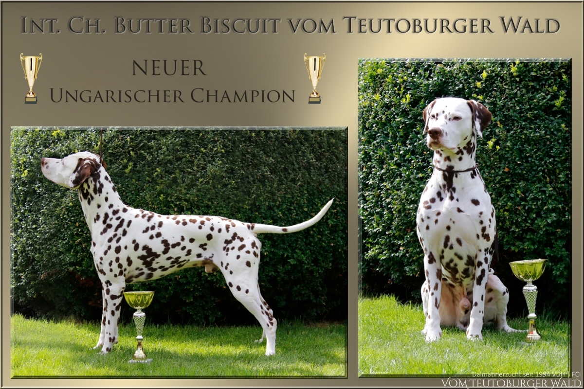 Butter Biscuit vom Teutoburger Wald – Neuer Ungarischer Champion 
