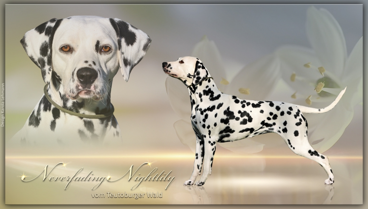 Datenblatt Neverfading Nightlily vom Teutoburger Wald