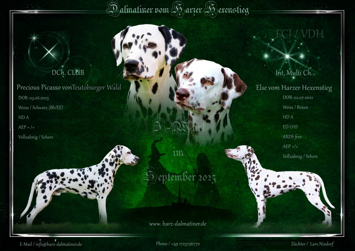 Deutscher Champion Precious Picasso vom Teutoburger Wald