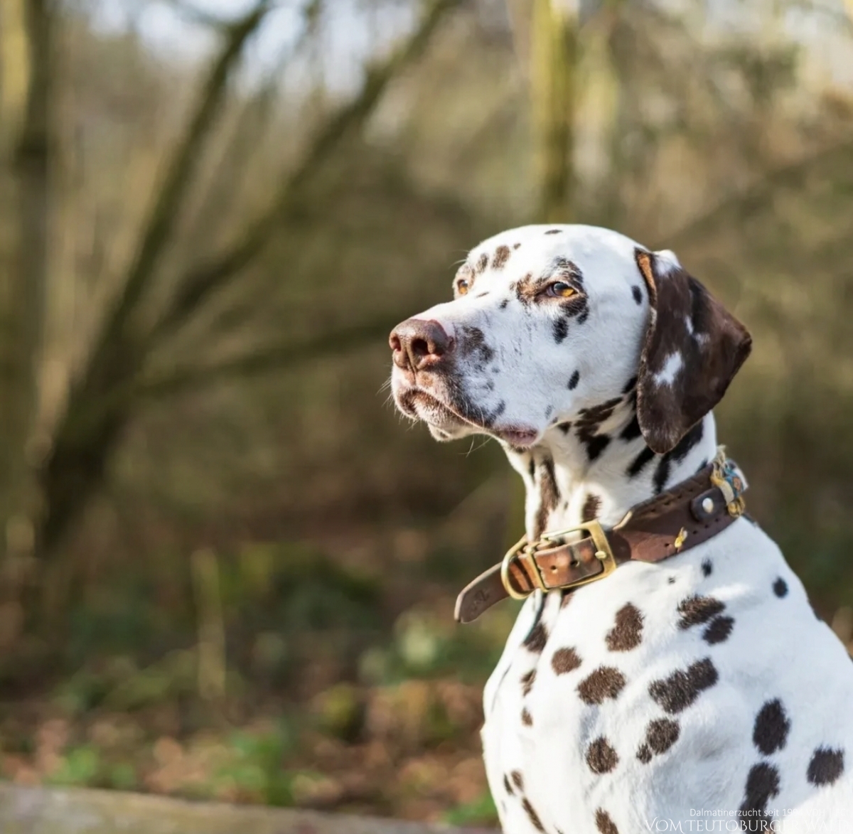 Sky sucht ein neues Für-Immer-Zuhause | Egyptian Empire vom Teutoburger Wald