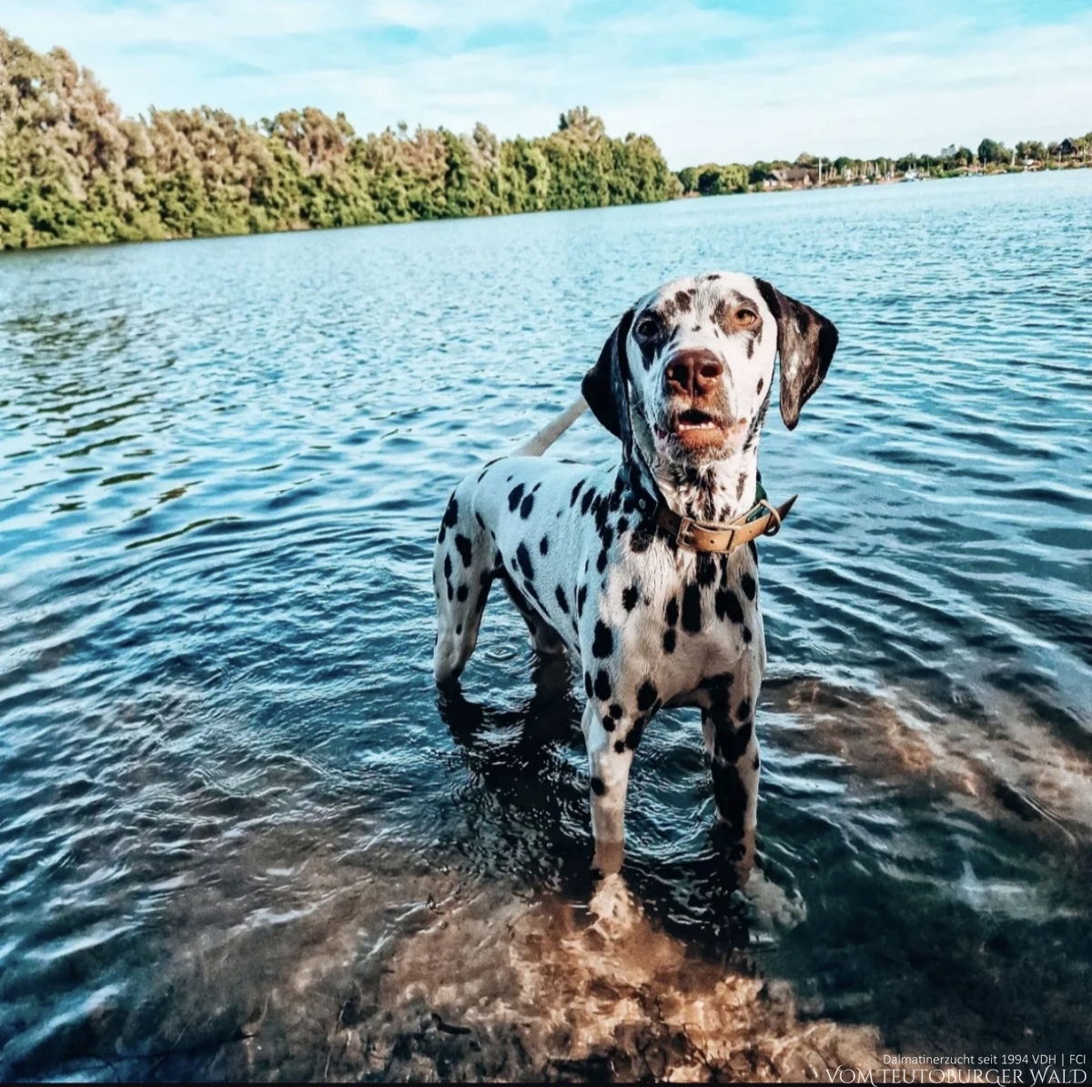 Sky sucht ein neues Für-Immer-Zuhause | Egyptian Empire vom Teutoburger Wald