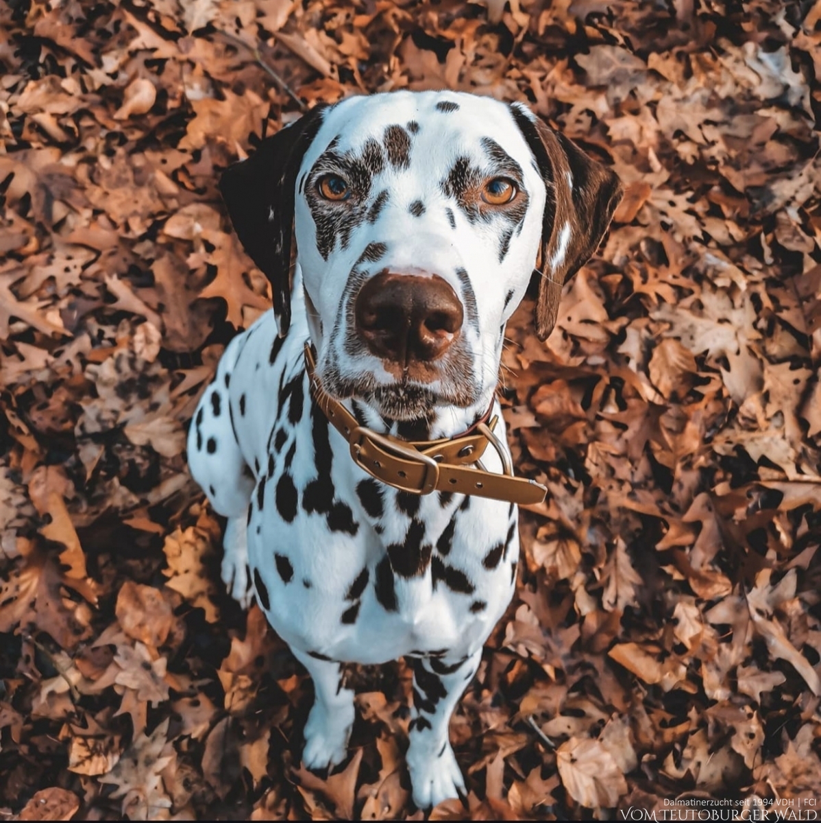 Sky sucht ein neues Für-Immer-Zuhause | Egyptian Empire vom Teutoburger Wald