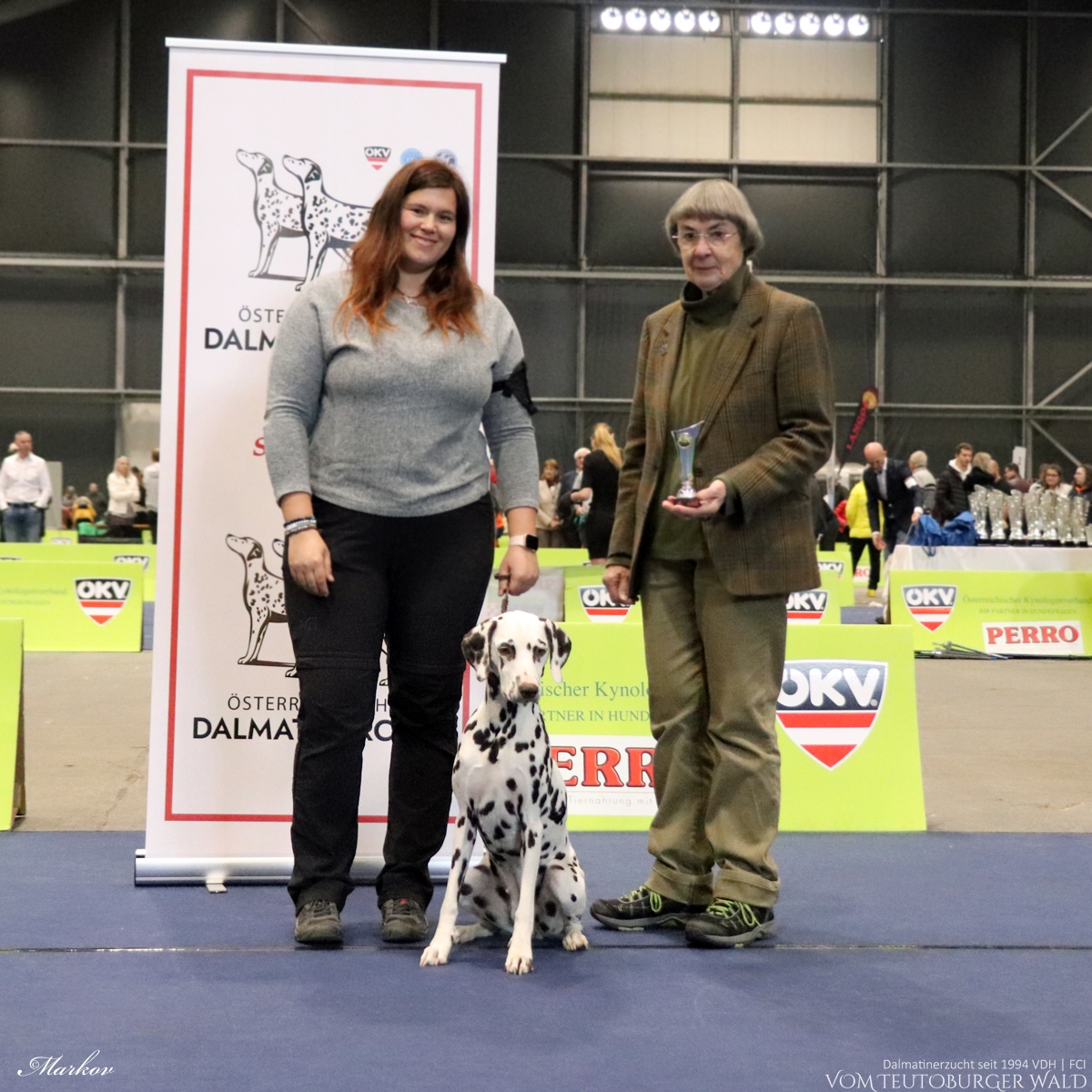 Internationale Ausstellung &amp; ÖKV Clubsiegerschau in Graz (AT) DOPPELSIEG IN GRAZ – Deutscher Champion Endearing Edina vom Teutoburger Wald - 