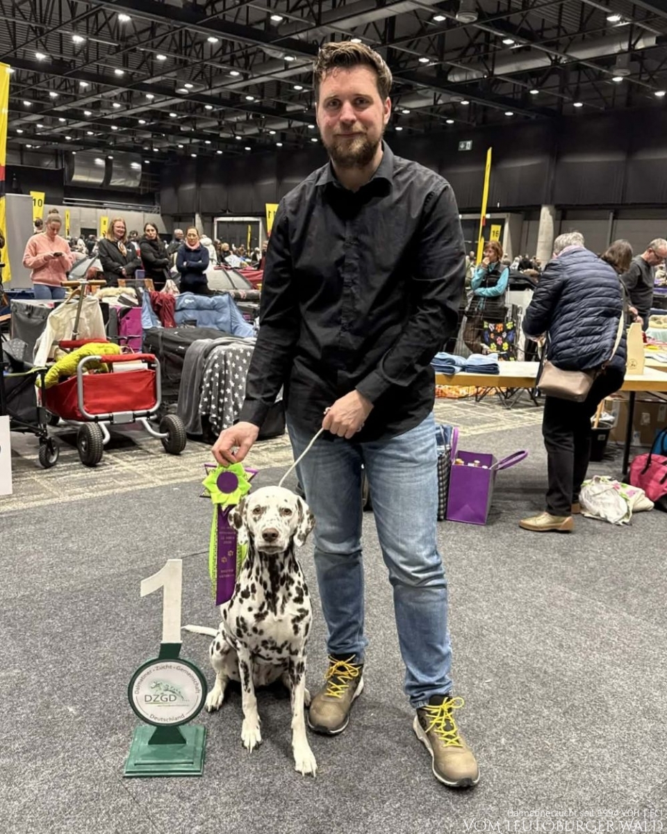Veteranen Klasse Hündinnen (3 Meldungen): Ch. Flame of Fame vom Teutoburger Wald Vater: Ch. Christi ORMOND Magic Moon Mutter: Ch. Treasure Toulouse vom Teutoburger Wald Doghandler: Tobias Leitow - Vorzüglich Platz 1 - BESTER VETERAN