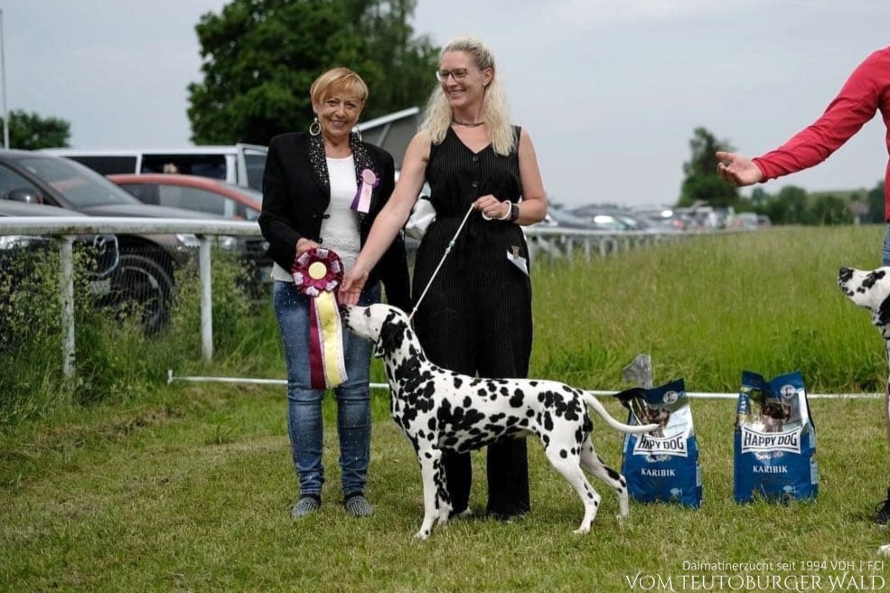 BEST IN GROUP 2 (BIG 2) + BEST OF BREED (BOB) – Ungarischer Champion German‘s Glory vom Teutoburger Wald 