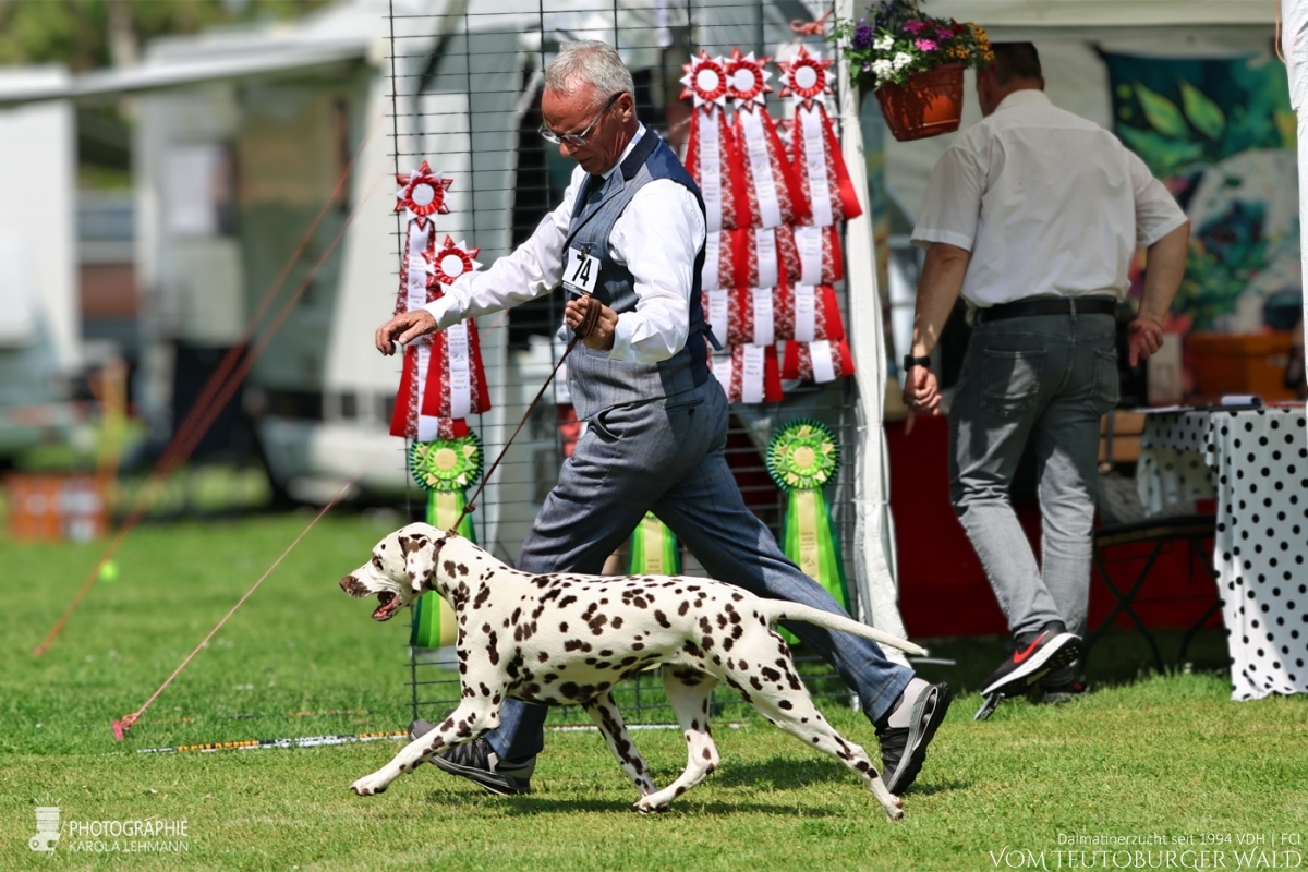 Jugend Klasse Hündinnen (12 Meldungen) JCh Timeless Twilight vom Teutoburger Wald Vorzüglich Platz 1 DZGD Vereins-Jugendsiegerin 2026  V: Int + Multi Ch Running Spot’s Dancing Bob M: Ch Jameelah’s Journey vom Teutoburger Wald Doghandler: Michael Lehmann