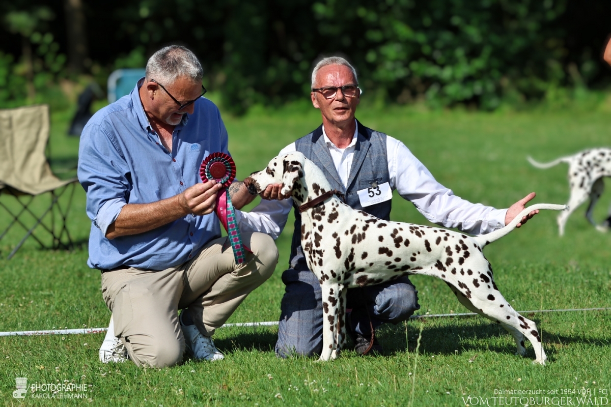 Jugend Klasse Hündinnen (9 Meldungen) JCh Timeless Twilight vom Teutoburger Wald V: Int + Multi Ch Running Spot’s Dancing Bob M: Ch Jameelah’s Journey vom Teutoburger Wald Doghandler: Michael Lehmann + Sinah Kok Vorzüglich Platz 1 DZGD Felde-Jugendsiegerin 2026 BESTER JUGEND Jugend Klasse Hündinnen (9 Meldungen) JCh Timeless Twilight vom Teutoburger Wald V: Int + Multi Ch Running Spot’s Dancing Bob M: Ch Jameelah’s Journey vom Teutoburger Wald Doghandler: Michael Lehmann + Sinah Kok Vorzüglich Platz 1 DZGD Felde-Jugendsiegerin 2026 BESTER JUGEND