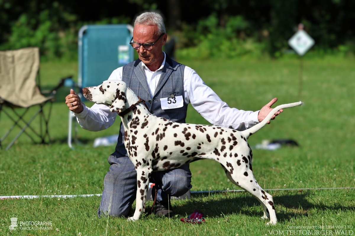 Jugend Klasse Hündinnen (9 Meldungen) JCh Timeless Twilight vom Teutoburger Wald V: Int + Multi Ch Running Spot’s Dancing Bob M: Ch Jameelah’s Journey vom Teutoburger Wald Doghandler: Michael Lehmann + Sinah Kok Vorzüglich Platz 1 DZGD Felde-Jugendsiegerin 2026 BESTER JUGEND Jugend Klasse Hündinnen (9 Meldungen) JCh Timeless Twilight vom Teutoburger Wald V: Int + Multi Ch Running Spot’s Dancing Bob M: Ch Jameelah’s Journey vom Teutoburger Wald Doghandler: Michael Lehmann + Sinah Kok Vorzüglich Platz 1 DZGD Felde-Jugendsiegerin 2026 BESTER JUGEND