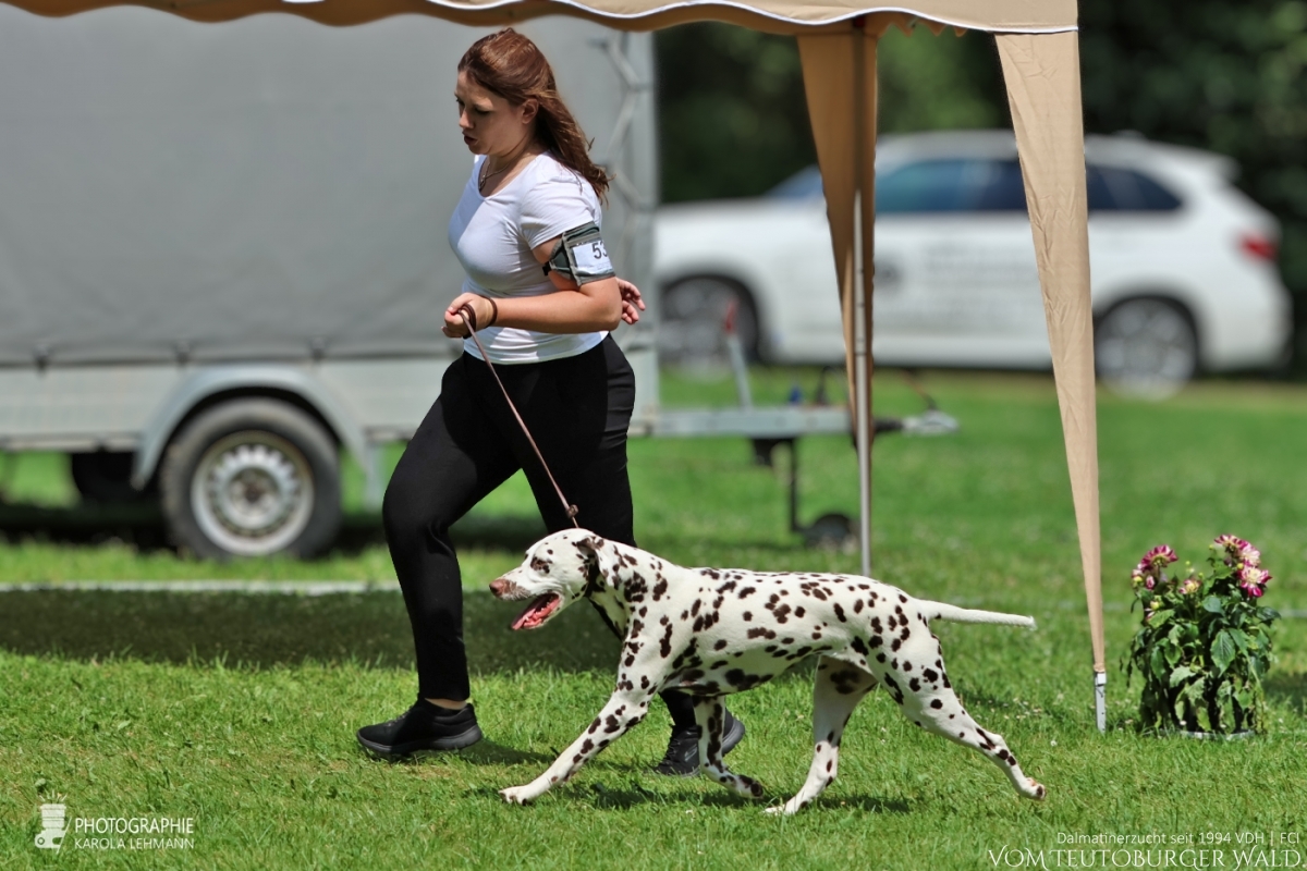 Jugend Klasse Hündinnen (9 Meldungen) JCh Timeless Twilight vom Teutoburger Wald V: Int + Multi Ch Running Spot’s Dancing Bob M: Ch Jameelah’s Journey vom Teutoburger Wald Doghandler: Michael Lehmann + Sinah Kok Vorzüglich Platz 1 DZGD Felde-Jugendsiegerin 2026 BESTER JUGEND Jugend Klasse Hündinnen (9 Meldungen) JCh Timeless Twilight vom Teutoburger Wald V: Int + Multi Ch Running Spot’s Dancing Bob M: Ch Jameelah’s Journey vom Teutoburger Wald Doghandler: Michael Lehmann + Sinah Kok Vorzüglich Platz 1 DZGD Felde-Jugendsiegerin 2026 BESTER JUGEND