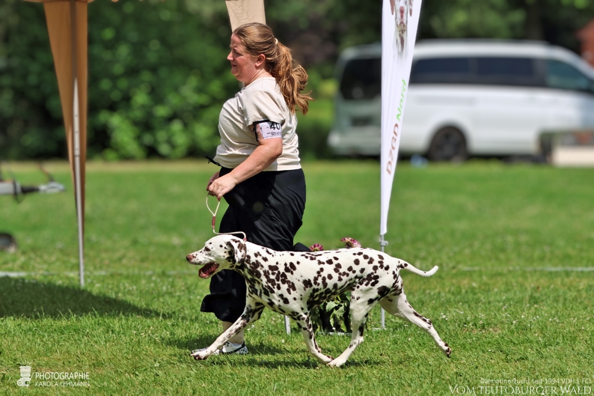 Veteranen Klasse Hündinnen (2 Meldungen) Ch Flame of Fame vom Teutoburger Wald V: Ch. Christi ORMOND Magic Moon M: Ch Treasure Toulouse vom Teutoburger Wald Doghandler: Ann Christin Leitow Vorzüglich Platz 1 DZGD Felde-Veteranensiegerin 2026 BESTER VETERAN Veteranen Klasse Hündinnen (2 Meldungen) Ch Flame of Fame vom Teutoburger Wald V: Ch. Christi ORMOND Magic Moon M: Ch Treasure Toulouse vom Teutoburger Wald Doghandler: Ann Christin Leitow Vorzüglich Platz 1 DZGD Felde-Veteranensiegerin 2026 BESTER VETERAN