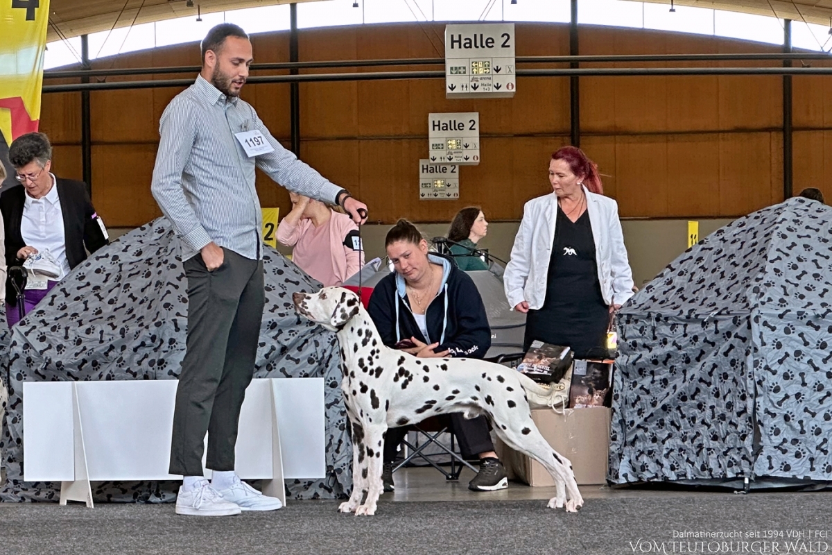 Jugend Klasse Rüden (4 Meldungen) Jug. Ch. Occupied Oscar vom Teutoburger Wald Vater: Int. Ch. Insomnium Blood Diamond Mutter: Ch. Endearing Edina vom Teutoburger Wald Doghandler: Stefan Walz - Vorzüglich Platz 1, JCAC VDH+Club, JCACIB VDH Baden-Württemberg Jugendsieger 2024 VDH Alpen-Jugendsieger 2024 BESTER JUGENDHUND