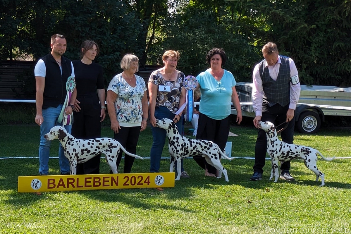 Jugend Klasse Rüden (5 Meldungen) Precious Picasso vom Teutoburger Wald (11 Monate) Vater: Ch. Puntinato Ballante Tic Tac Terror Mutter: Ch. Flame of Fame vom Teutoburger Wald - Vorzüglich Platz 1, JCAC VDH + Club, BOS – BESTER JUGENDHUND BESTER RÜDE BEST OF OPPOSITE SEX