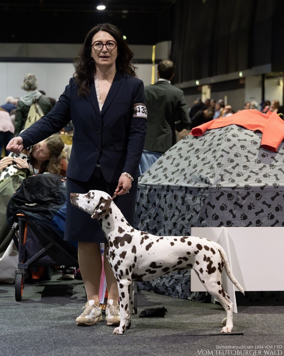 Champion Klasse Hündinnen (4 Meldungen): Quiet Que vom Teutoburger Wald Vater: Ch. Spotdog's Jumping Jack Mutter: Ch. Droplet Design vom Teutoburger Wald Doghandler: Tanja Jehli - Vorzüglich Platz 1 -