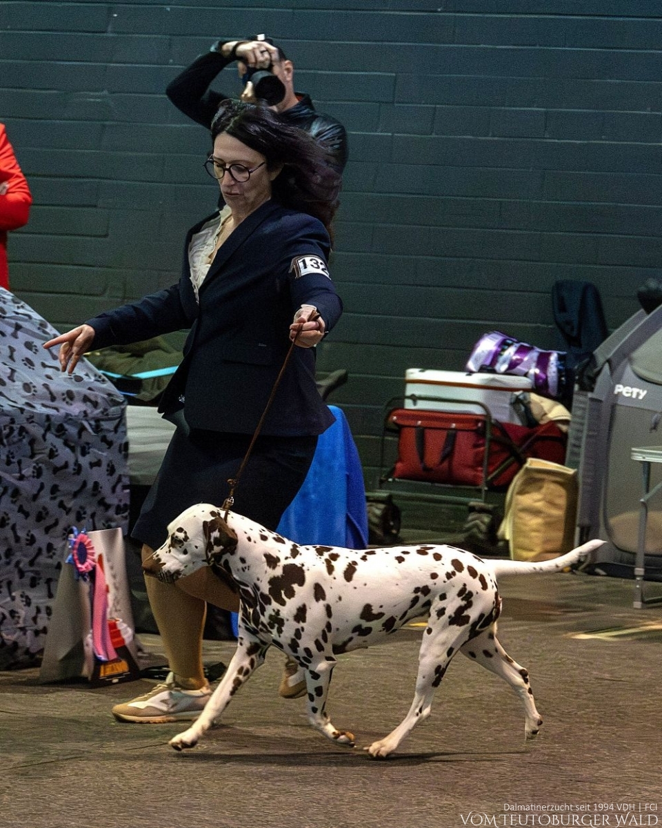 Champion Klasse Hündinnen (4 Meldungen): Quiet Que vom Teutoburger Wald Vater: Ch. Spotdog's Jumping Jack Mutter: Ch. Droplet Design vom Teutoburger Wald Doghandler: Tanja Jehli - Vorzüglich Platz 1 -