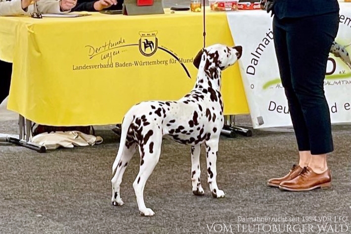Jüngsten Klasse Hündinnen (5 Meldungen) Quiet Que vom Teutoburger Wald Vater: Ch. Spotdog's Jumping Jack Mutter: Ch. Droplet Design vom Teutoburger Wald Doghandler: Tanja Jehli - Vielversprechend Platz 1 –