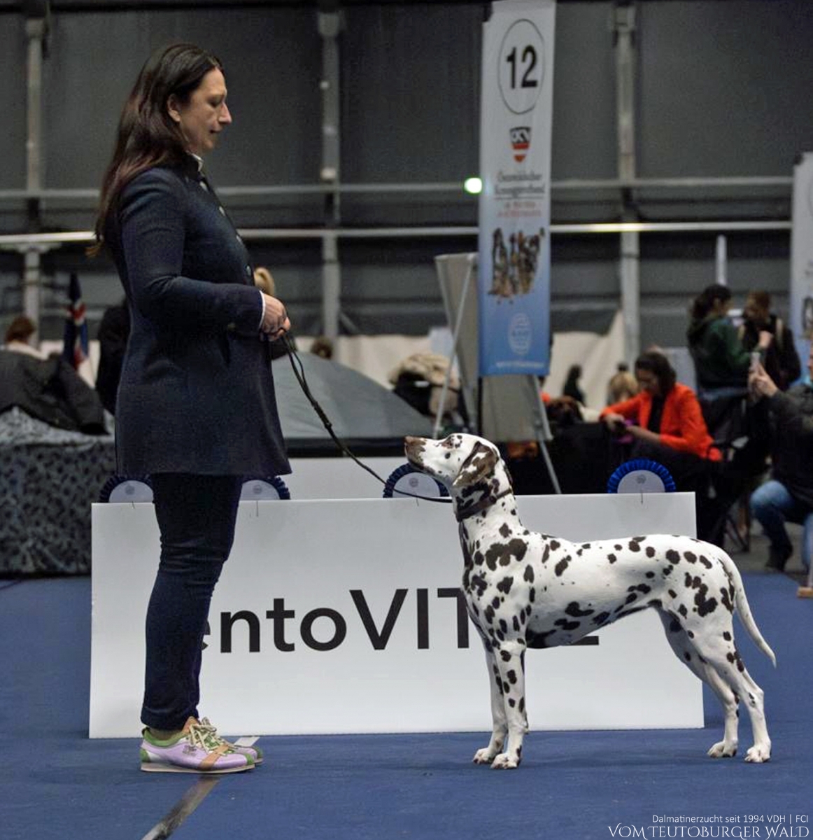 Jugend Klasse Hündinnen (5 Meldungen): Quiet Que vom Teutoburger Wald (12 Monate) Vater: Ch. Spotdog's Jumping Jack Mutter: Ch. Droplet Design vom Teutoburger Wald Doghandler: Tanja Jehli - Vorzüglich Platz 1 - Junior Styrian Winner 2025 BESTER JUGENDHUND BEST IN GROUP JUNIOR