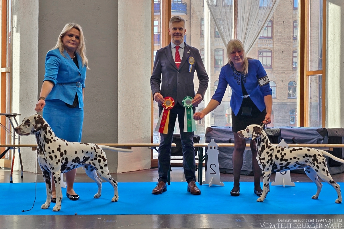 Jugend Klasse Hündinnen (4 Meldungen) Quilty Quill vom Teutoburger Wald (9,5 Monate) Vater: Ch. Spotdog's Jumping Jack Mutter: Ch. Droplet Design vom Teutoburger Wald Doghandler: Cecilia Andersson - Vorzüglich Platz 1, CK, BOB-Junior, BOS - BESTER JUGENDHUND BESTE HÜNDIN BEST OF OPPOSITE SEX