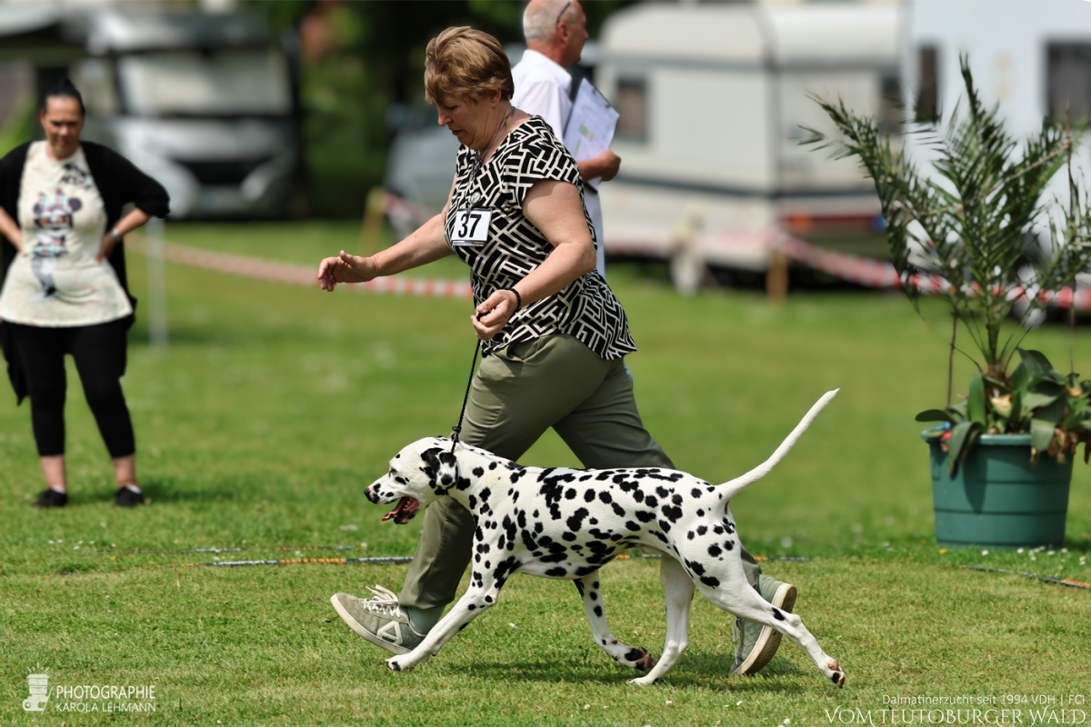 Champion Klasse Rüden (10 Meldungen) Ch Precious Picasso vom Teutoburger Wald Vorzüglich Platz 1 DZGD Vereinsieger 2026  V: WW ´20 Puntinato Ballante Tic Tac Terror M: Ch Flame of Fame vom Teutoburger Wald Doghandler: Heike Winter