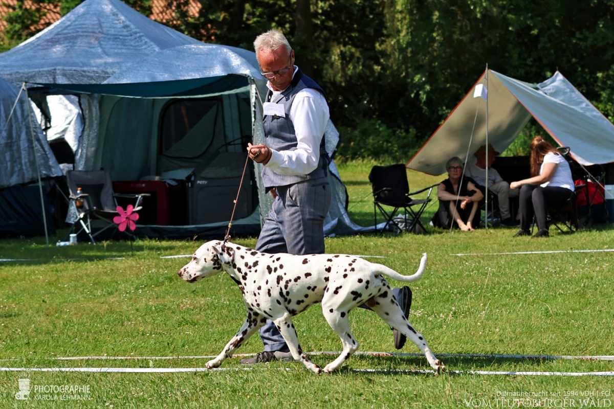 Champion Klasse Rüden (12 Meldungen) Ch Quartz Quality vom Teutoburger Wald V: Ch Spotdog’s Jumping Jack M: Ch Droplet Design vom Teutoburger Wald Doghandler: Michael Lehmann Vorzüglich Platz 2 Champion Klasse Rüden (12 Meldungen) Ch Quartz Quality vom Teutoburger Wald V: Ch Spotdog’s Jumping Jack M: Ch Droplet Design vom Teutoburger Wald Doghandler: Michael Lehmann Vorzüglich Platz 2