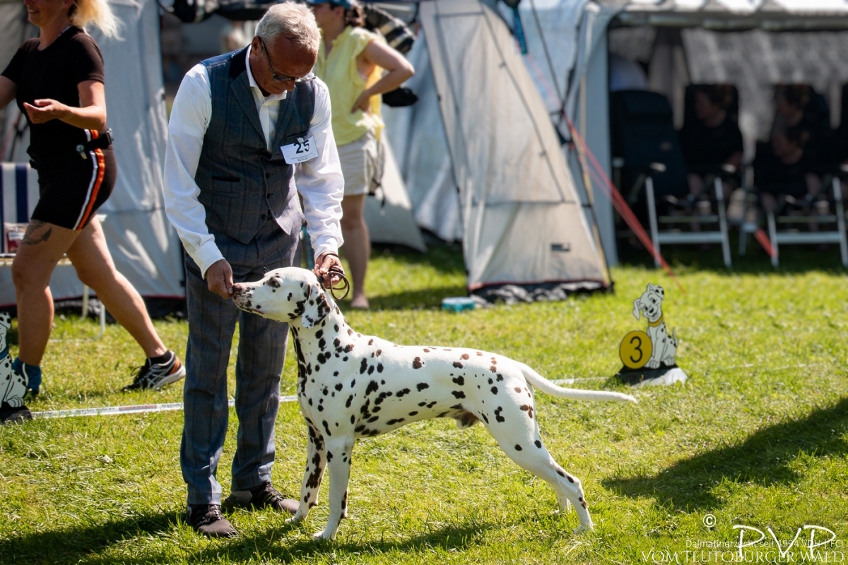 Champion Klasse Rüden (12 Meldungen) Ch Quartz Quality vom Teutoburger Wald V: Ch Spotdog’s Jumping Jack M: Ch Droplet Design vom Teutoburger Wald Doghandler: Michael Lehmann Vorzüglich Platz 2 Champion Klasse Rüden (12 Meldungen) Ch Quartz Quality vom Teutoburger Wald V: Ch Spotdog’s Jumping Jack M: Ch Droplet Design vom Teutoburger Wald Doghandler: Michael Lehmann Vorzüglich Platz 2
