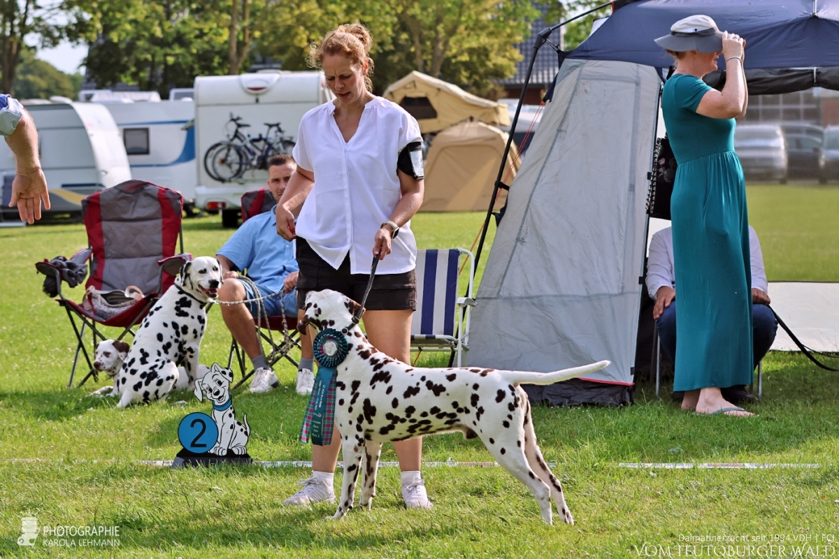 Veteranen Klasse Rüden (2 Meldungen) Ch Everest Echo vom Teutoburger Wald V: Thalcida’s Hamlet M: Christi ORMOND Knjazjouna Kyra Doghandler: Mareike Norton Vorzüglich Platz 2 Veteranen Klasse Rüden (2 Meldungen) Ch Everest Echo vom Teutoburger Wald V: Thalcida’s Hamlet M: Christi ORMOND Knjazjouna Kyra Doghandler: Mareike Norton Vorzüglich Platz 2