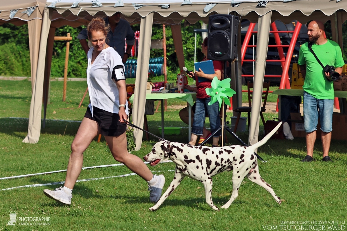 Veteranen Klasse Rüden (2 Meldungen) Ch Everest Echo vom Teutoburger Wald V: Thalcida’s Hamlet M: Christi ORMOND Knjazjouna Kyra Doghandler: Mareike Norton Vorzüglich Platz 2 Veteranen Klasse Rüden (2 Meldungen) Ch Everest Echo vom Teutoburger Wald V: Thalcida’s Hamlet M: Christi ORMOND Knjazjouna Kyra Doghandler: Mareike Norton Vorzüglich Platz 2