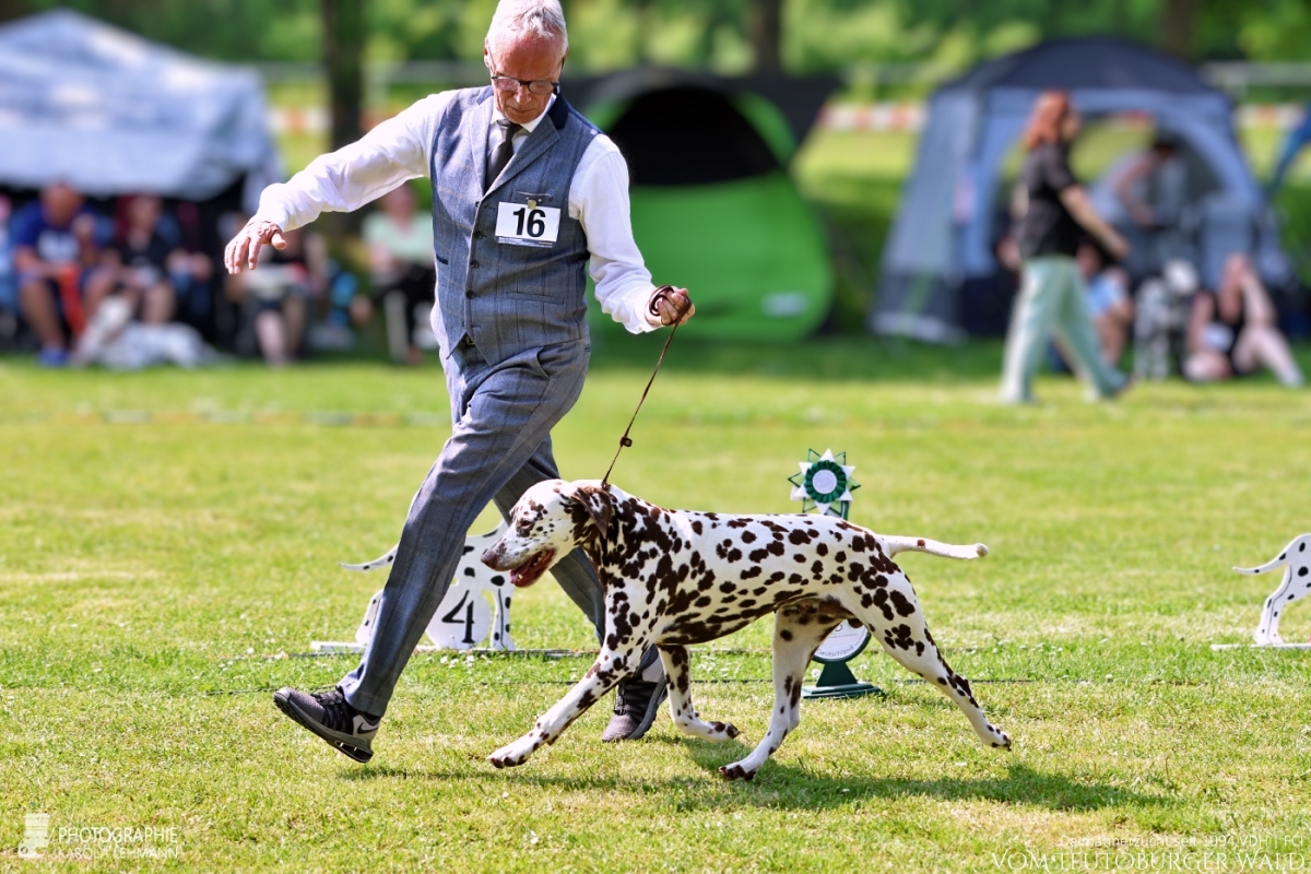 Veteranen Klasse Rüden (9 Meldungen) Ch Fantastic Four vom Teutoburger Wald Vorzüglich  V: Ch Christi ORMOND Magic Moon M: Ch Treasure Toulouse vom Teutoburger Wald Doghandler: Michael Lehmann 