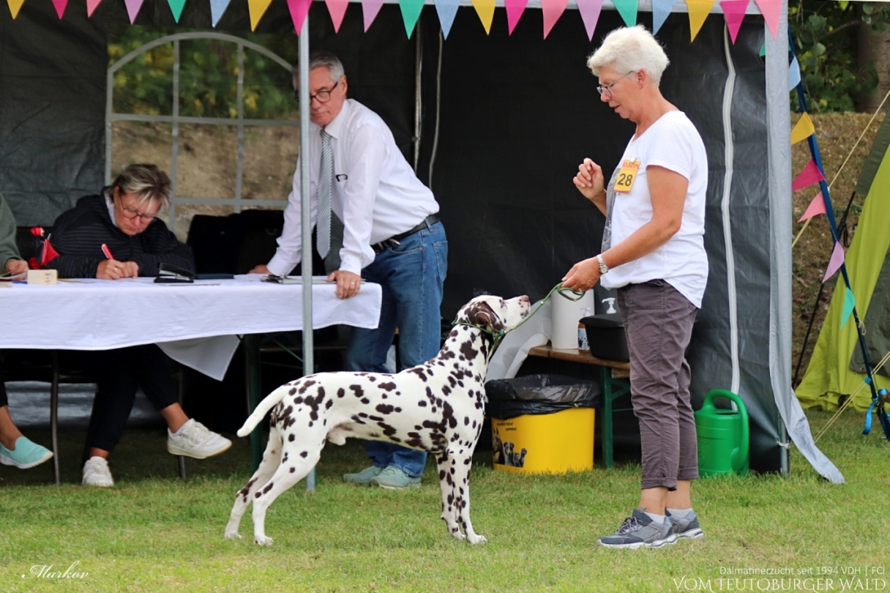 Fun Klasse Rüden: Epic Excalibur vom Teutoburger Wald V: Thalcida’s Hamlet M: Christi ORMOND Knjazjouna Kyra Doghandler: Anja Fries 31.08.2024 –Platz 1 01.09.2024 –Platz 1