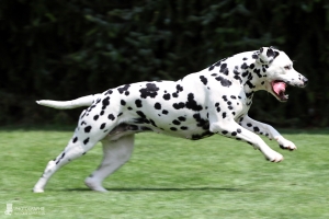 Neverfading Nightlily vom Teutoburger Wald, genannt Lily