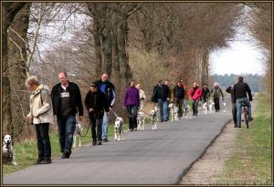 ... gehorsame Hunde beim strukturierten Spaziergang
