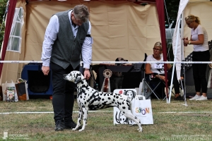 Now or Never vom Teutoburger Wald auf der Ausstellung in Hilden 2025 mit ihrem Besitzer Frank Hammans