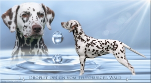 Nala‘s Mutter Deutscher Champion Droplet Design vom Teutoburger Wald, genannt Feline