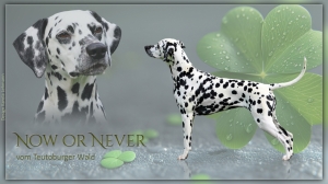 Now or Never vom Teutoburger Wald, genannt Nala