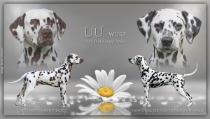 UU-Wurf vom Teutoburger Wald - Vater: Spotdog's Jumping Jack und Mutter: Now or Never vom Teutoburger Wald