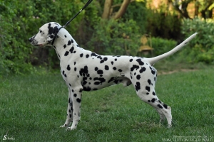 Nala's Vater: Deutscher und Österreichischer Champion Dot4Dot Hocus Pocus, genannt Merlin