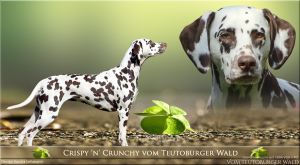 Nellys Mutter Crispy 'n' Crunchy vom Teutoburger Wald