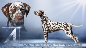 Der Vater unseres VV-Wurfes vom Teutoburger Wald: Dt. Champion Fantastic Four vom Teutoburger Wald