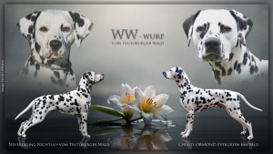 WW-Wurf vom Teutoburger Wald - Mutter: Neverfading Nightlily vom Teutoburger Wald - Vater: Christi ORMOND Evergreen Emerald
