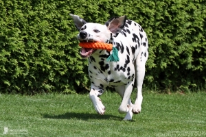 Neverfading Nightlily vom Teutoburger Wald, genannt Lily
